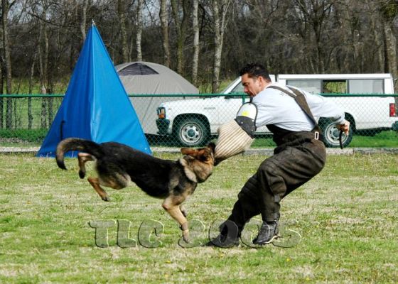 As experienced knowledgeable Importers and Breeders of German Shepherds no one can offer the quality and selection of top dogs from our many breeder friends in Germany as we can.