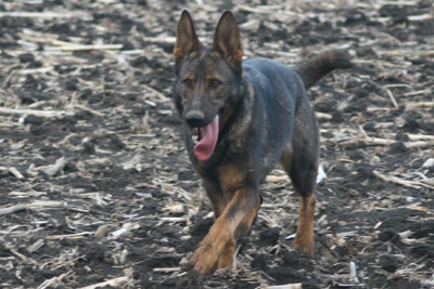 Brooklyn von GerdesHaus dog, Schutzhund, German Shepherd, GSD, Shepherd, breeder, puppies, Deutsche Schaferhund,
