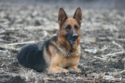 Emma vom Grum Majestat dog, Schutzhund, German Shepherd, GSD, Shepherd, breeder, puppies, Deutsche Schaferhund,