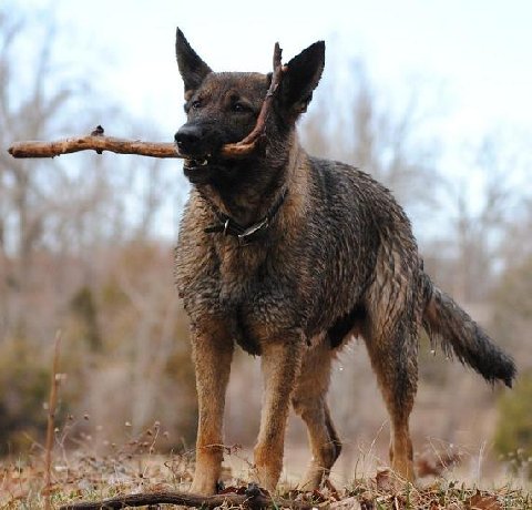 Exie von der Hundshardt dog, Schutzhund, German Shepherd, GSD, Shepherd, breeder, puppies, Deutsche Schaferhund,