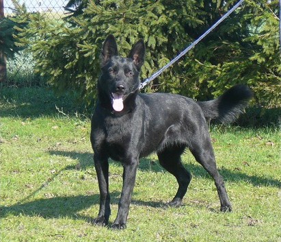 Gina von der Planwarte dog, Schutzhund, German Shepherd, GSD, Shepherd, breeder, puppies, Deutsche Schaferhund,