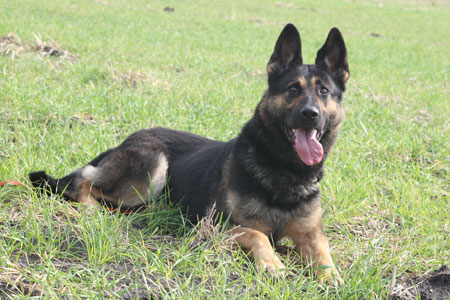 Jil vom Smaragdwald dog, Schutzhund, German Shepherd, GSD, Shepherd, breeder, puppies, Deutsche Schaferhund,