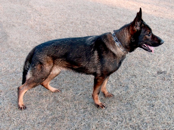 Kolett vom Riverhaus dog, Schutzhund, German Shepherd, GSD, Shepherd, breeder, puppies, Deutsche Schaferhund,