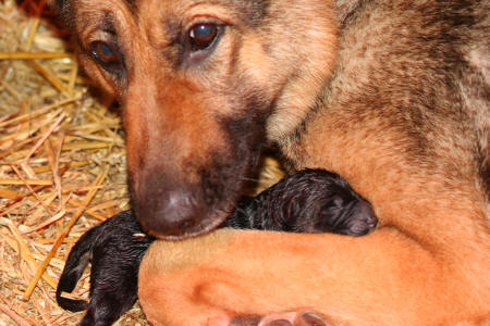 Texas vom Smaragdwald - GSD Male - German Shepherd