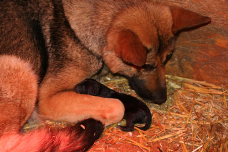 Texas vom Smaragdwald - GSD Male - German Shepherd