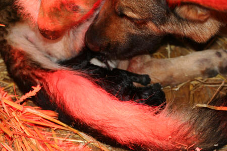Texas vom Smaragdwald - GSD Male - German Shepherd