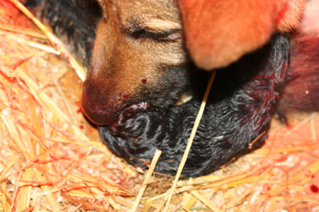 Texas vom Smaragdwald - GSD Male - German Shepherd