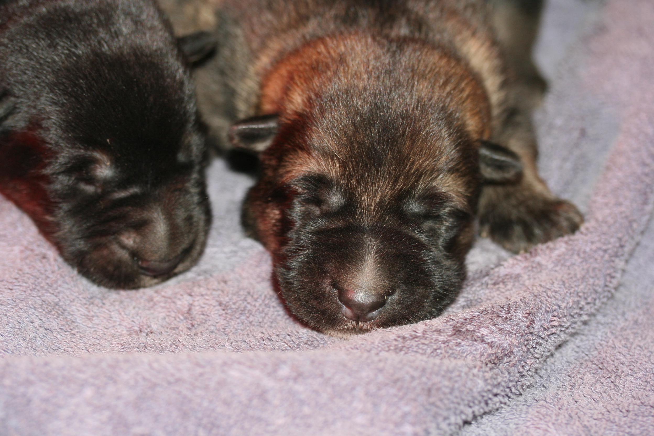 Texas vom Smaragdwald - GSD Male - German Shepherd