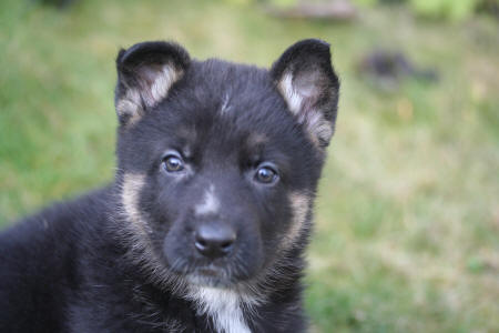 Texas vom Smaragdwald - GSD Male - German Shepherd