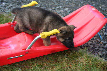 Texas vom Smaragdwald - GSD Male - German Shepherd