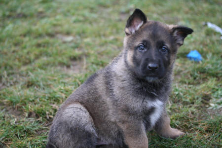 Texas vom Smaragdwald - GSD Male - German Shepherd