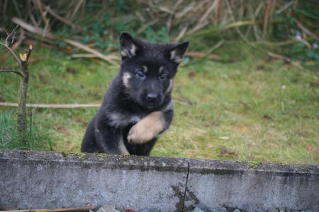 Texas vom Smaragdwald - GSD Male - German Shepherd