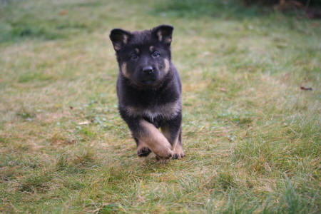 Texas vom Smaragdwald - GSD Male - German Shepherd