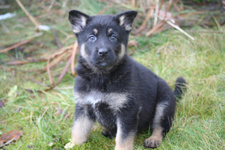 Texas vom Smaragdwald - GSD Male - German Shepherd