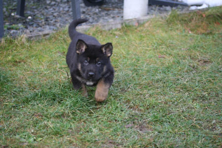 Texas vom Smaragdwald - GSD Male - German Shepherd