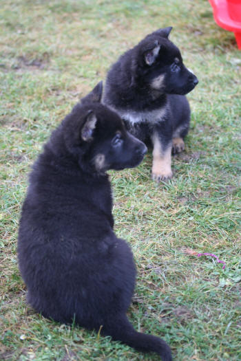 Texas vom Smaragdwald - GSD Male - German Shepherd