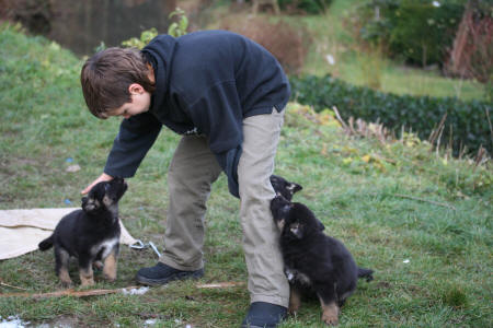 Texas vom Smaragdwald - GSD Male - German Shepherd