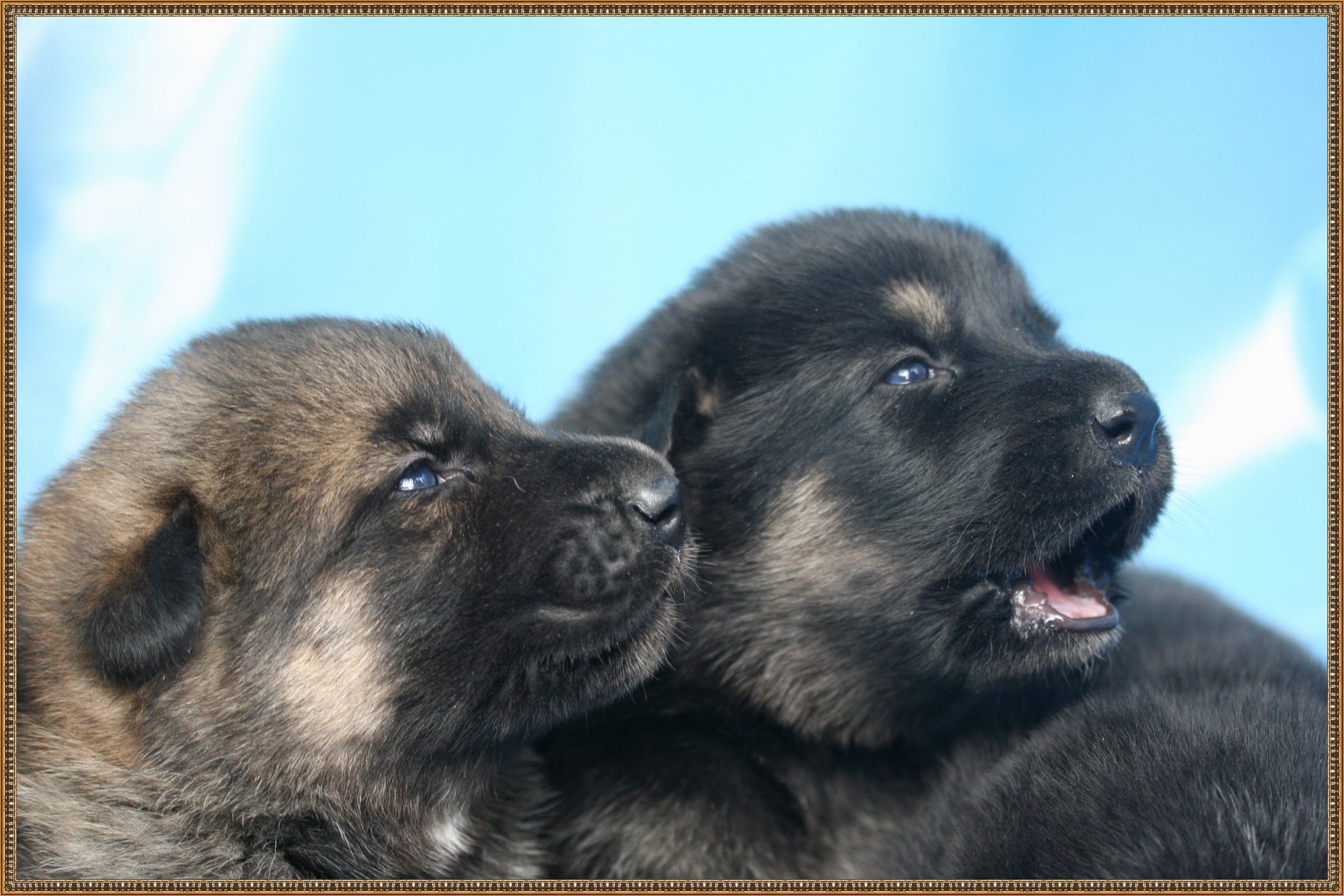Texas vom Smaragdwald - GSD Male - German Shepherd