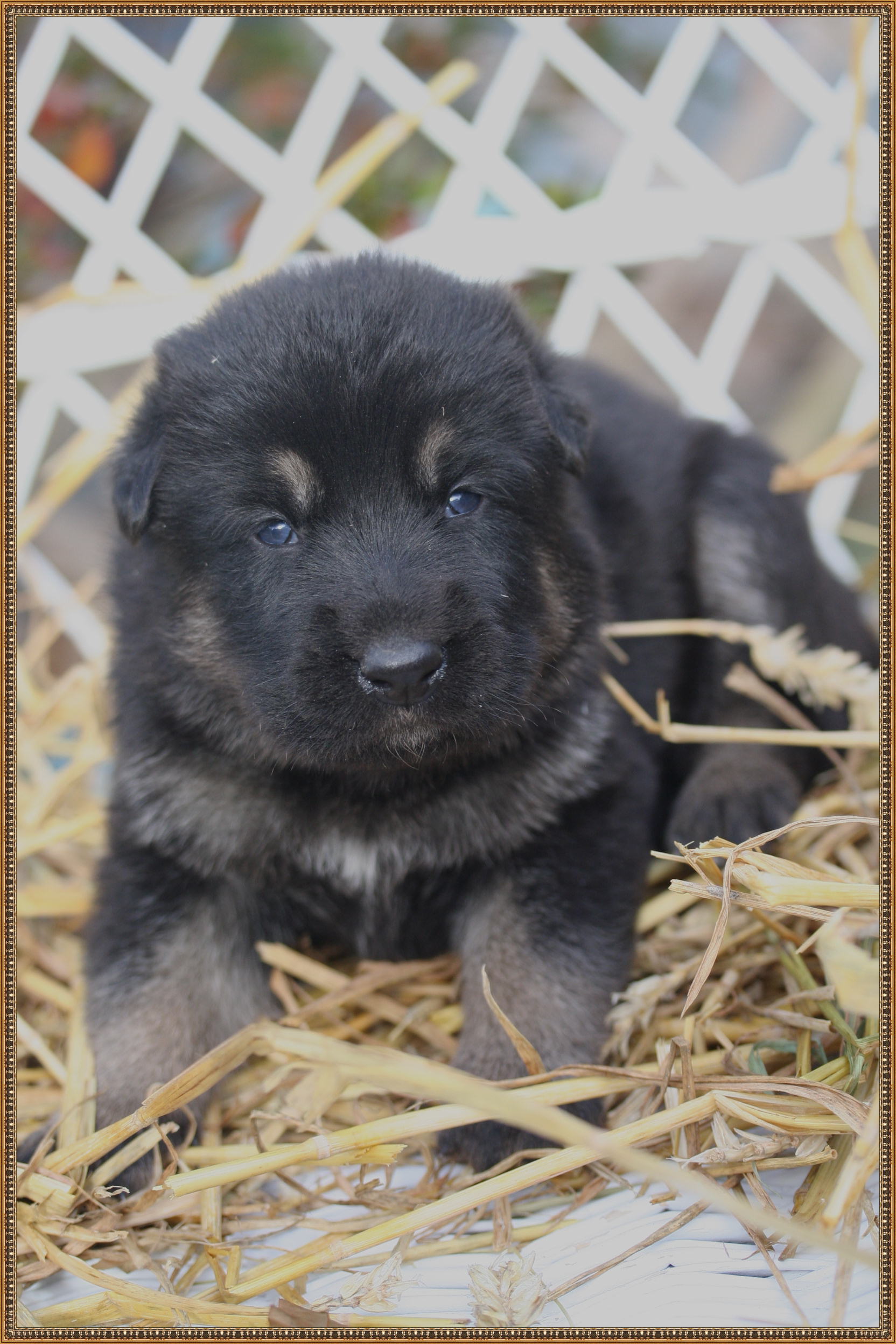 Texas vom Smaragdwald - GSD Male - German Shepherd