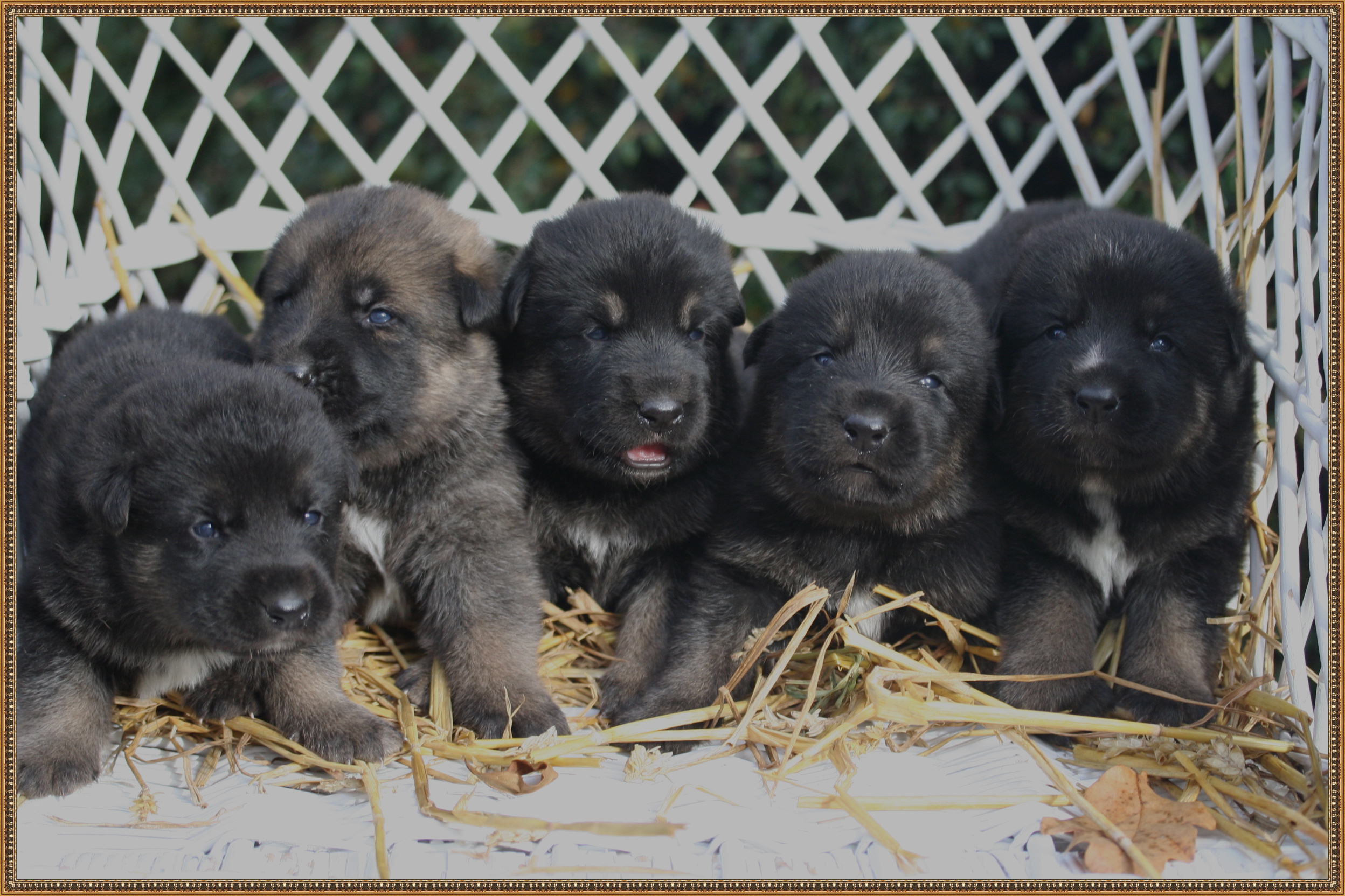 Texas vom Smaragdwald - GSD Male - German Shepherd