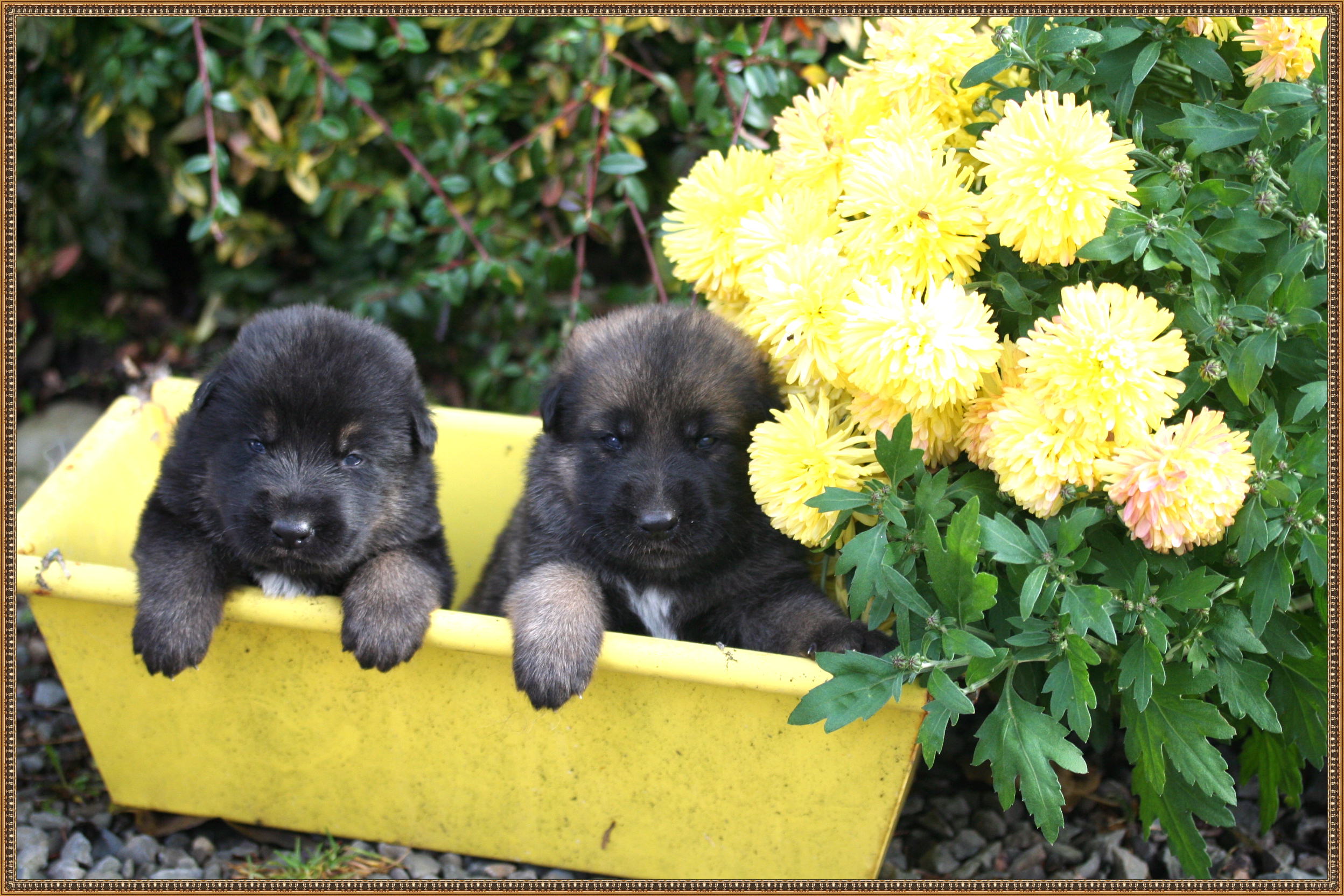 Texas vom Smaragdwald - GSD Male - German Shepherd