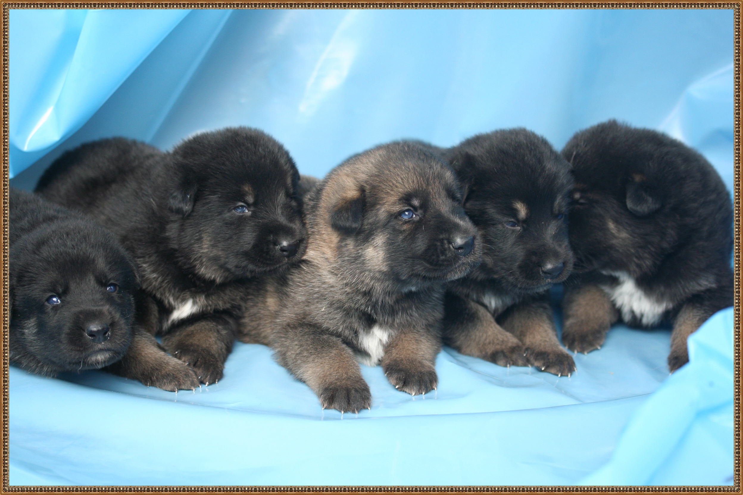 Texas vom Smaragdwald - GSD Male - German Shepherd