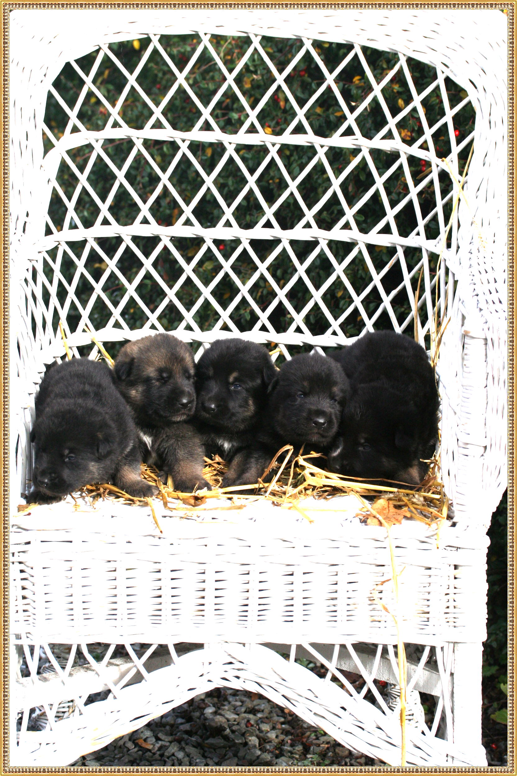 Texas vom Smaragdwald - GSD Male - German Shepherd