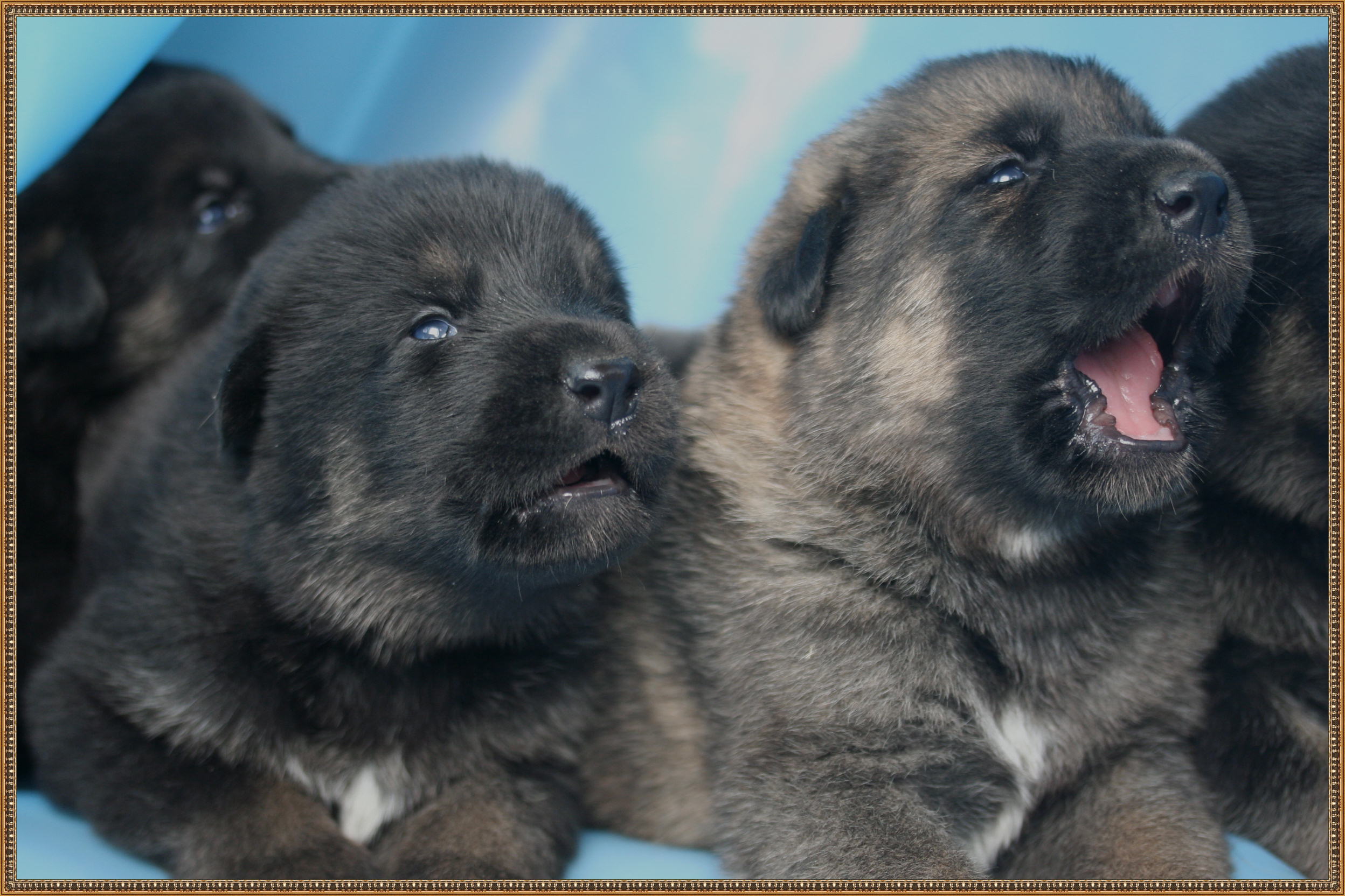 Texas vom Smaragdwald - GSD Male - German Shepherd