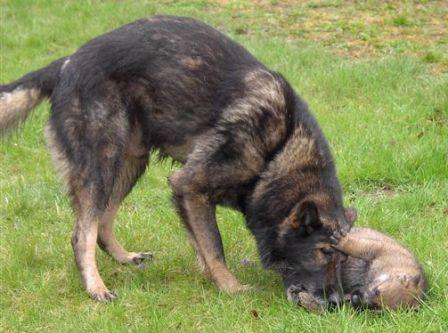 Ury vom Fuchsgraben - GSD Male - German Shepherd