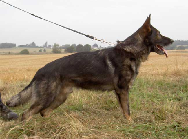 Ury vom Fuchsgraben - GSD Male - German Shepherd