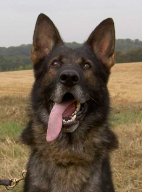 Ury vom Fuchsgraben - GSD Male - German Shepherd