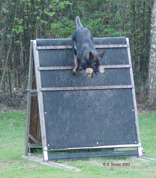 Ury vom Fuchsgraben - GSD Male - German Shepherd